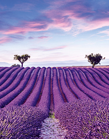 Светостойкие фотообои Marburg Gloockler Pompoos Provence 35643